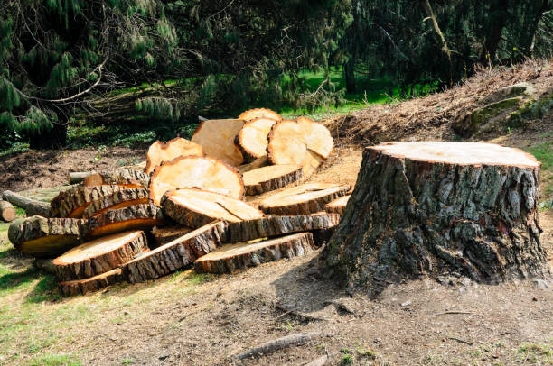 Reliable West Liberty, IA Tree Removal Services Solutions